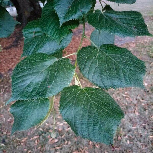 Tilia platyphyllos Hoja