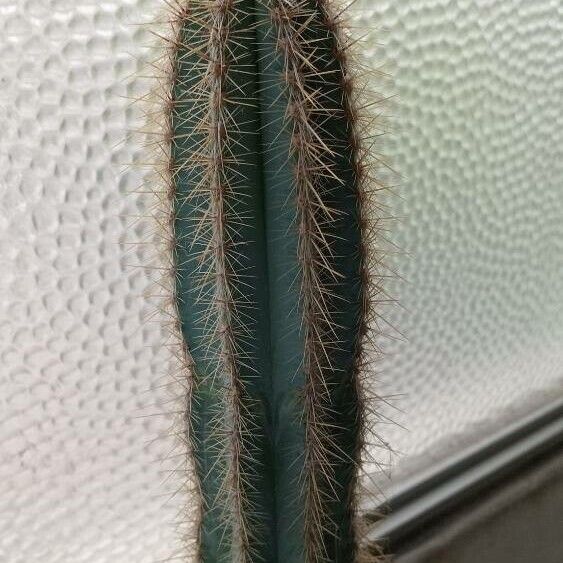 Pilosocereus pachycladus Blad