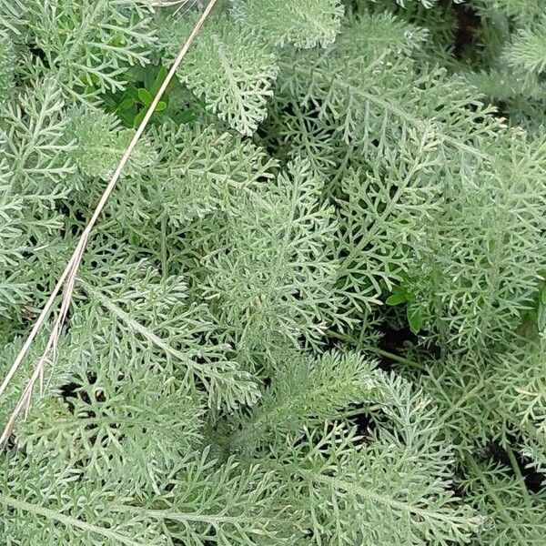 Achillea crithmifolia Folla