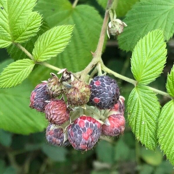 Rubus niveus Плод