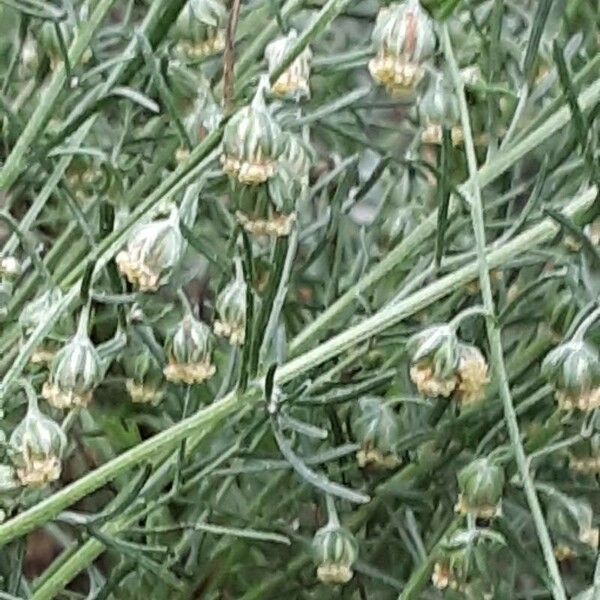 Artemisia californica Flower