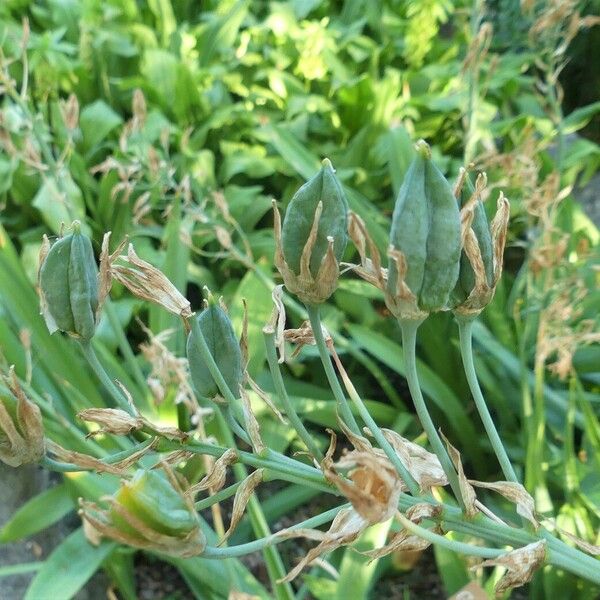 Ornithogalum candicans Fruitua