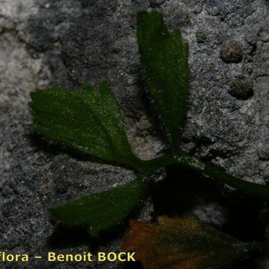 Asplenium seelosii Vekstform