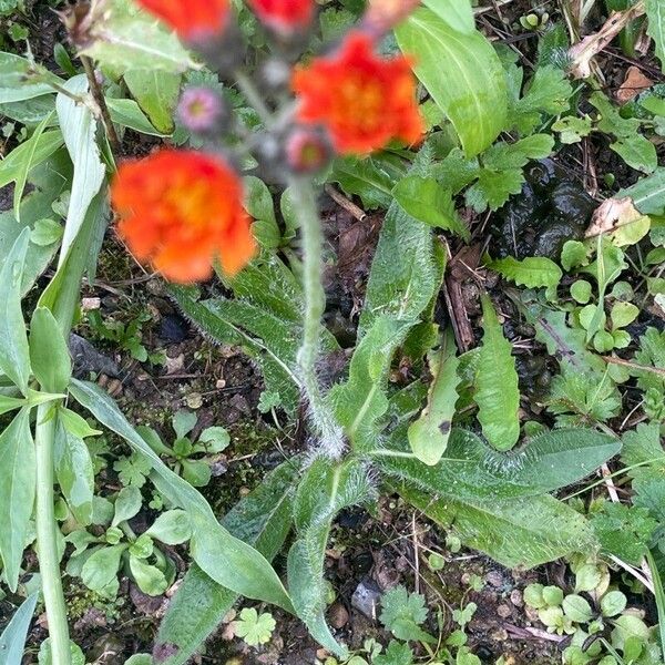 Pilosella aurantiaca Hábitos