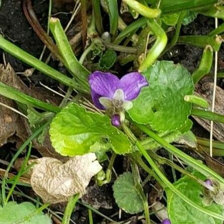 Viola odorata Flower