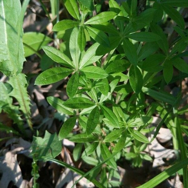 Galium triflorum Leaf