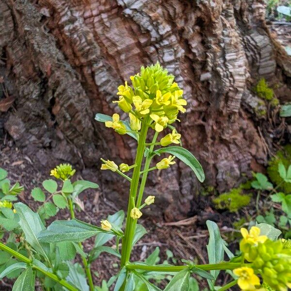 Barbarea orthoceras Flower