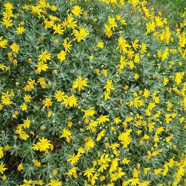 Euryops pectinatus Flors