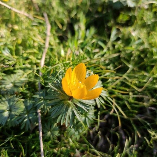 Eranthis longistipitata Blüte