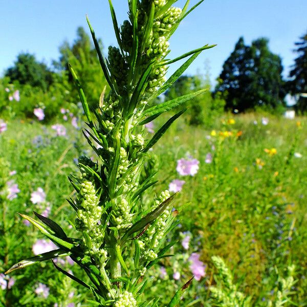 Artemisia biennis Λουλούδι