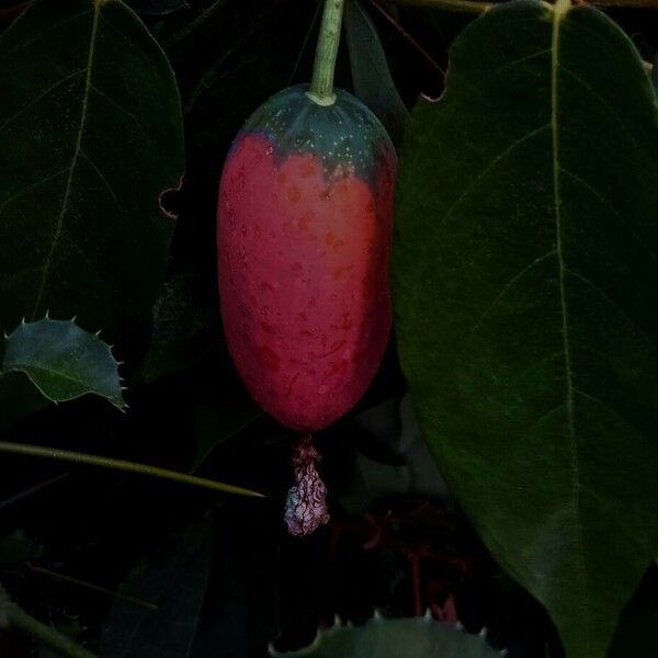 Coccinia grandis Plod