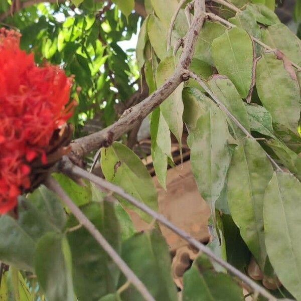 Brownea grandiceps Blad