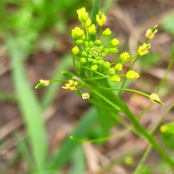 Draba nemorosa Flor