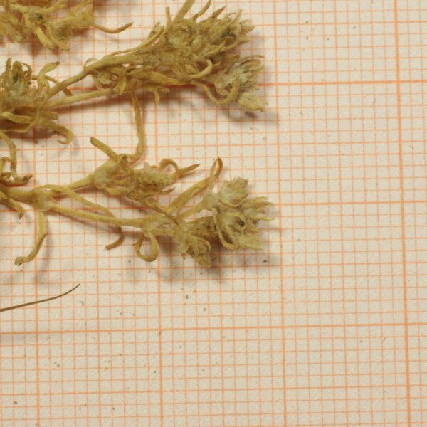 Trifolium suffocatum Кветка