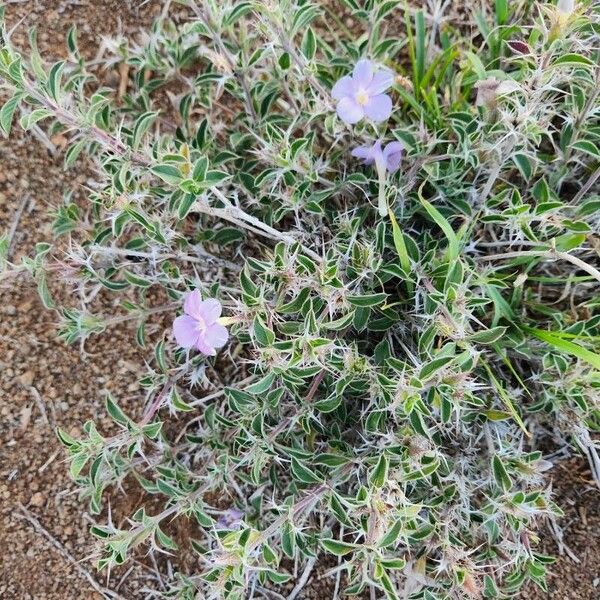 Barleria delamerei Flor