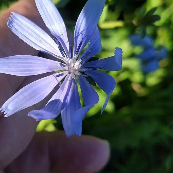 Cichorium endivia Flower