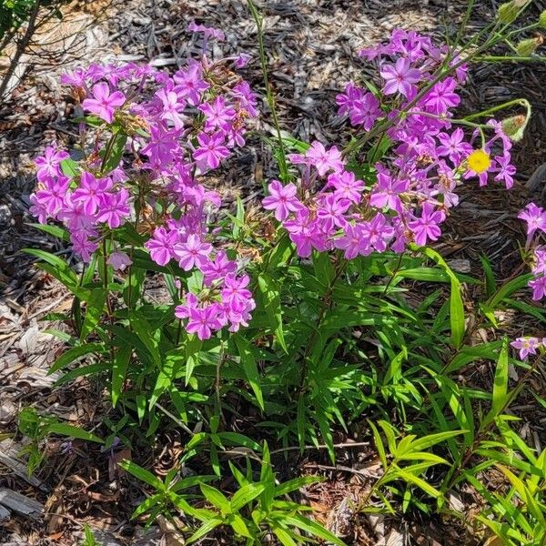 Phlox carolina 花