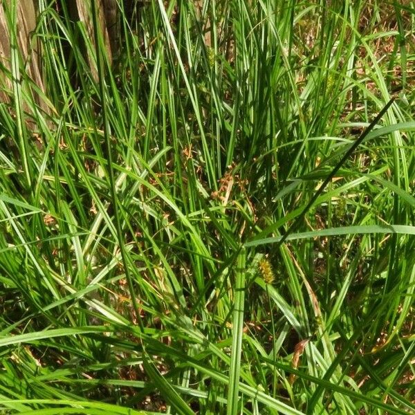 Carex leersii Лист