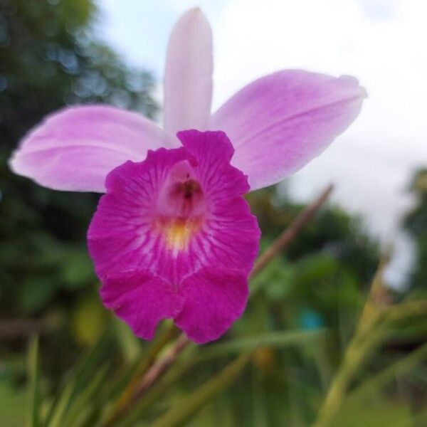 Arundina graminifolia പുഷ്പം