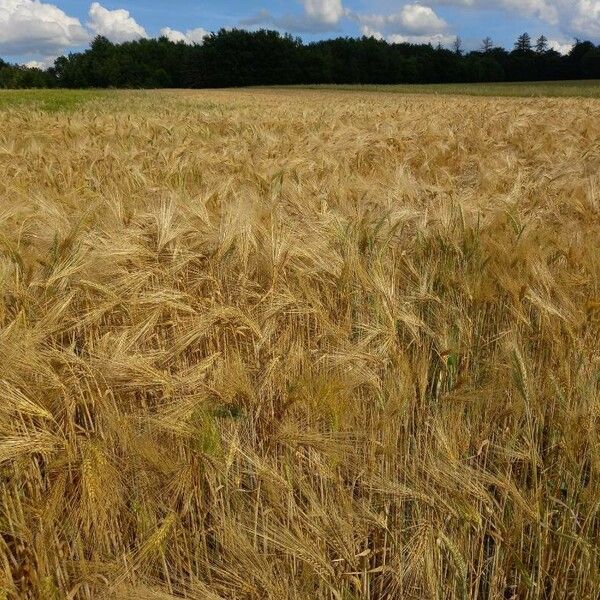 Hordeum vulgare Habitat