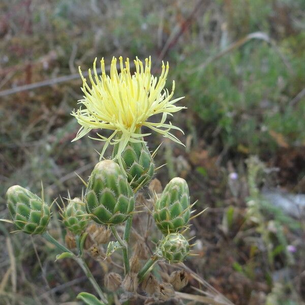 Centaurea salonitana Λουλούδι