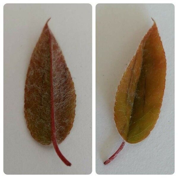 Amelanchier × lamarckii Leaf