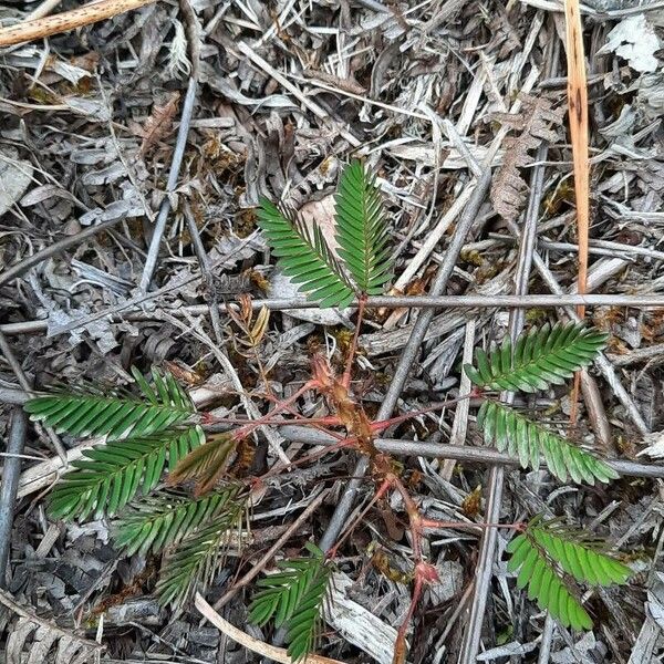 Mimosa pudica आदत