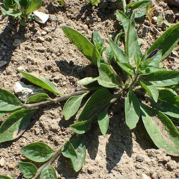 Petunia integrifolia 整株植物