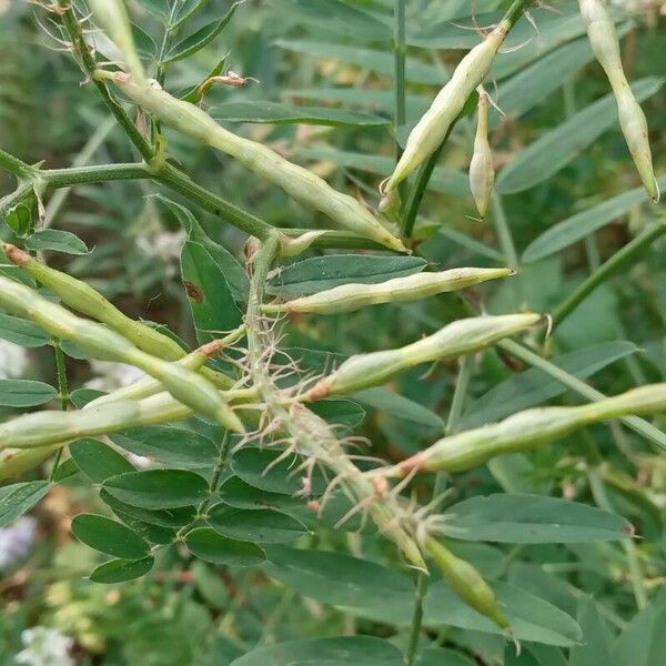 Galega officinalis Fruit