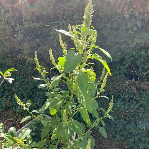 Amaranthus viridis Foglia