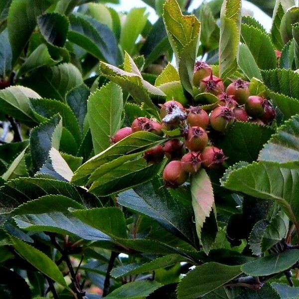 Crataegus persimilis Fruit