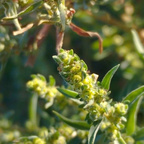 Bassia scoparia Flower