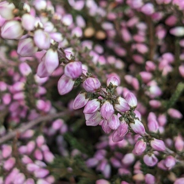 Calluna vulgaris Flower