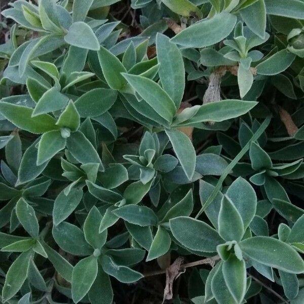 Silene uniflora Leaf