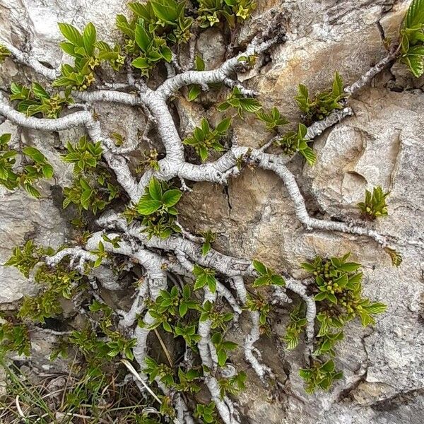 Rhamnus pumila অভ্যাস