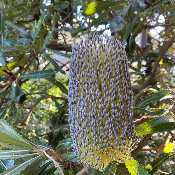 Banksia serrata Blüte