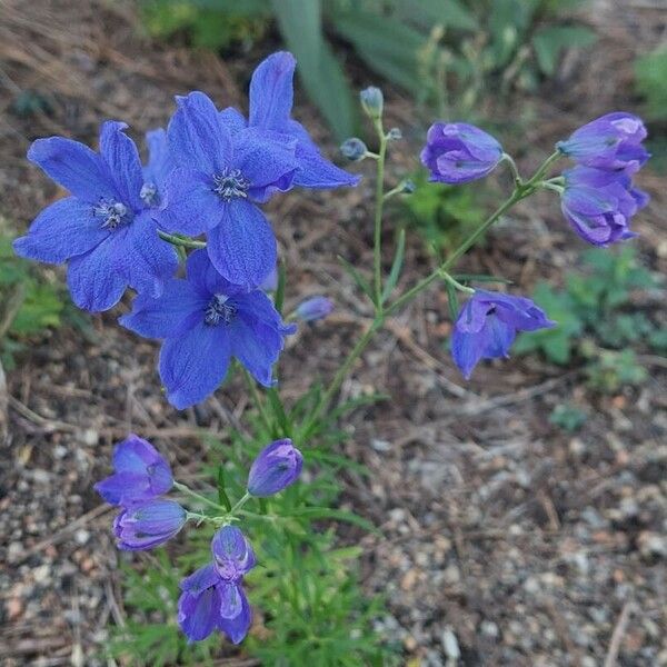 Delphinium grandiflorum Flower