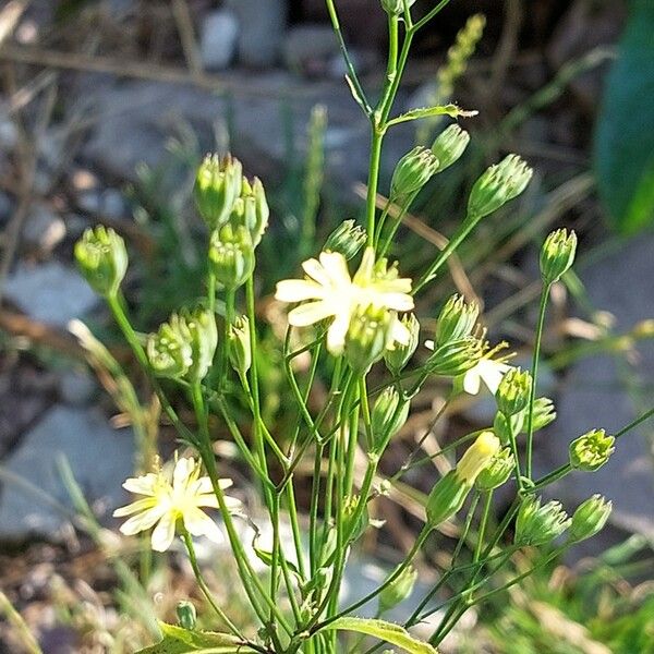 Lapsana communis Flower