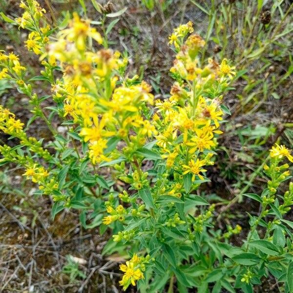 Solidago virgaurea 花