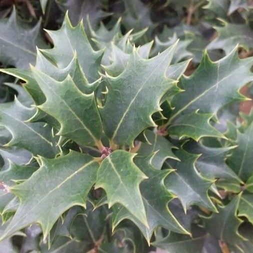 Osmanthus heterophyllus Blatt