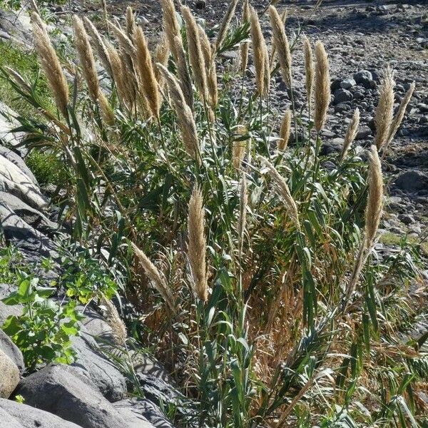 Polypogon monspeliensis फूल