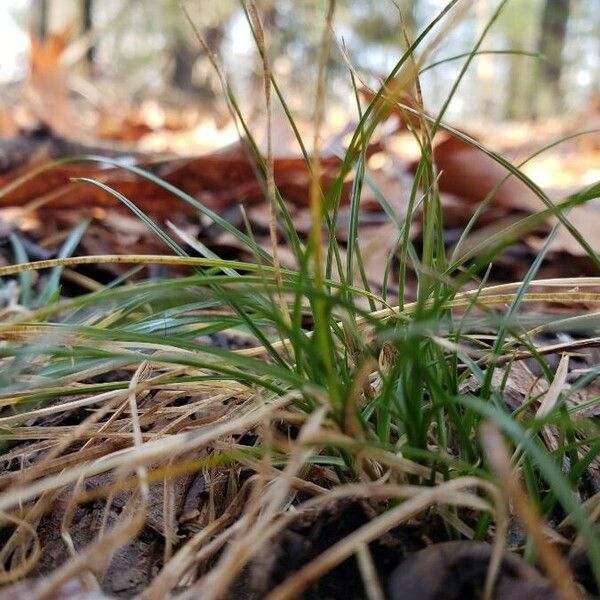 Carex eburnea Habit