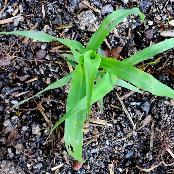 Sorghum bicolor 葉