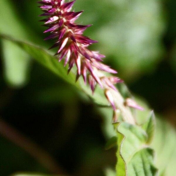 Achyranthes aspera Blomma