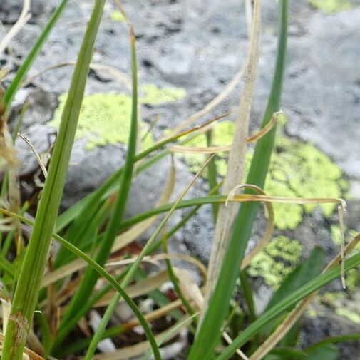 Carex rupestris Blad