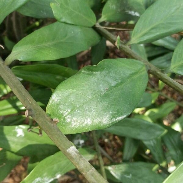 Zamioculcas zamiifolia ഇല