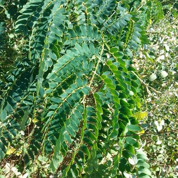 Albizia lebbeck برگ