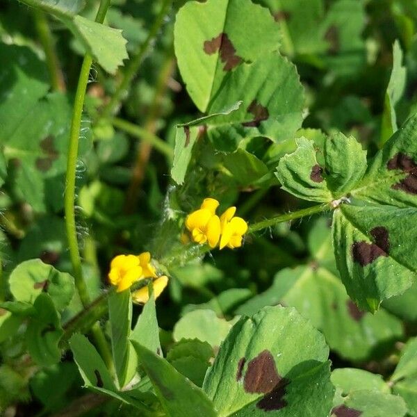 Medicago arabica 花