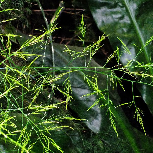 Asparagus officinalis Blad