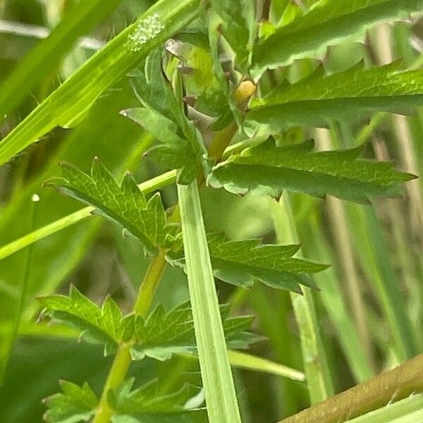 Sanguisorba minor ഇല